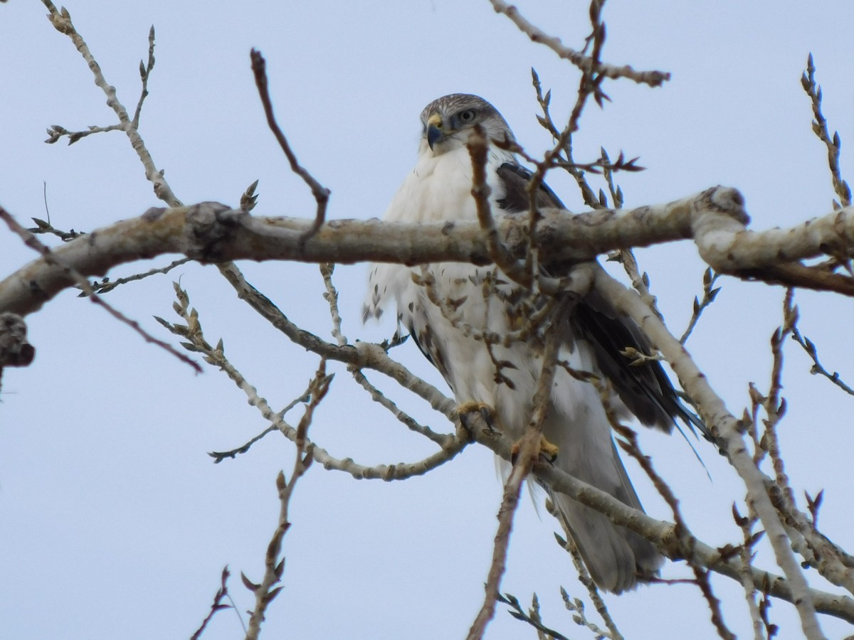 Ferruginous Hawk - ML613251959