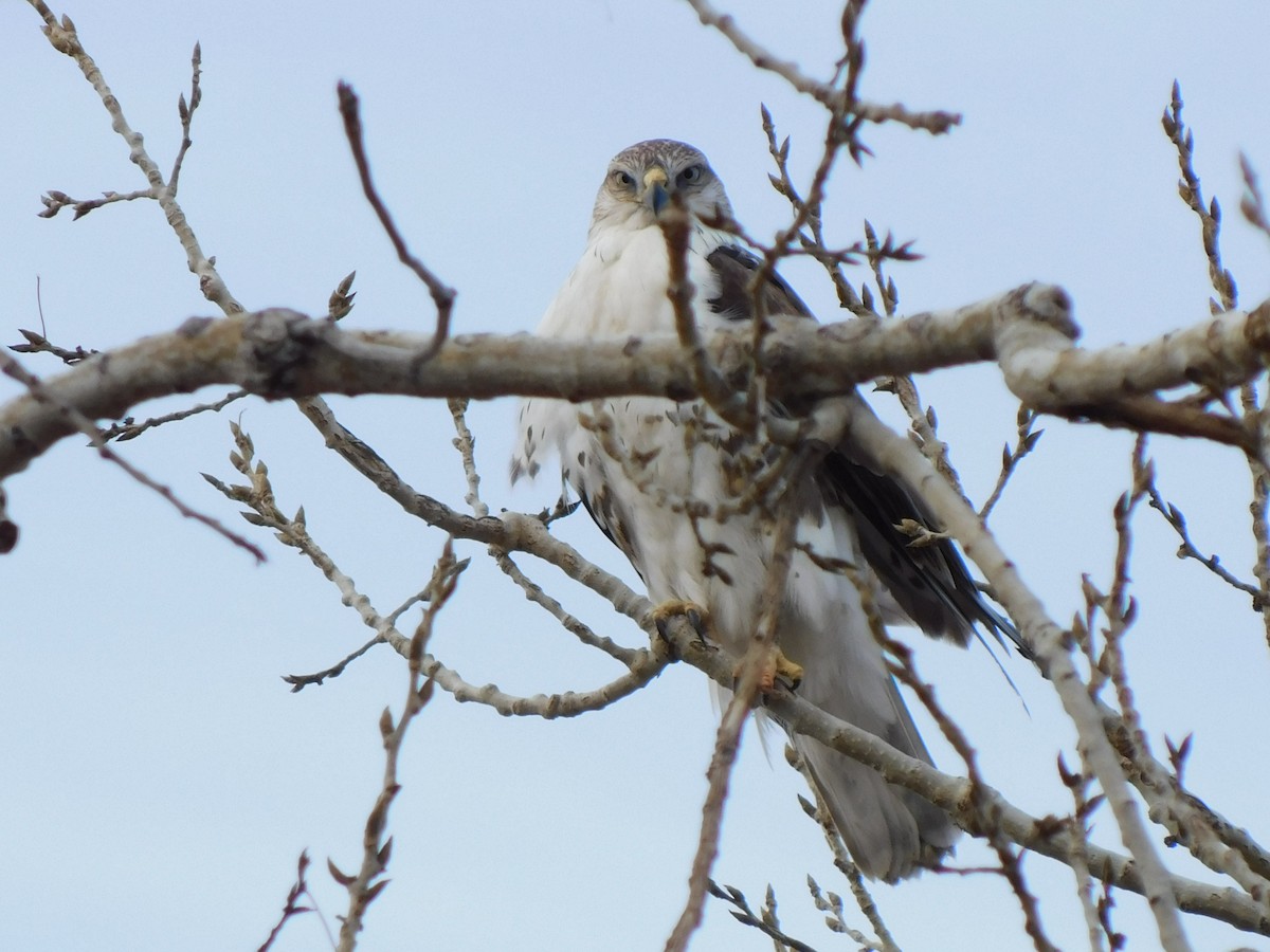 Königsbussard - ML613251966