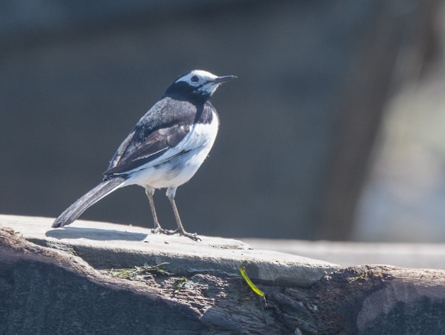 White Wagtail (Hodgson's) - ML613252024