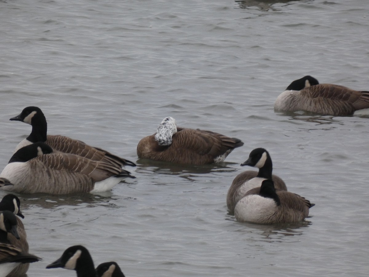 Snow x Canada Goose (hybrid) - ML613252048