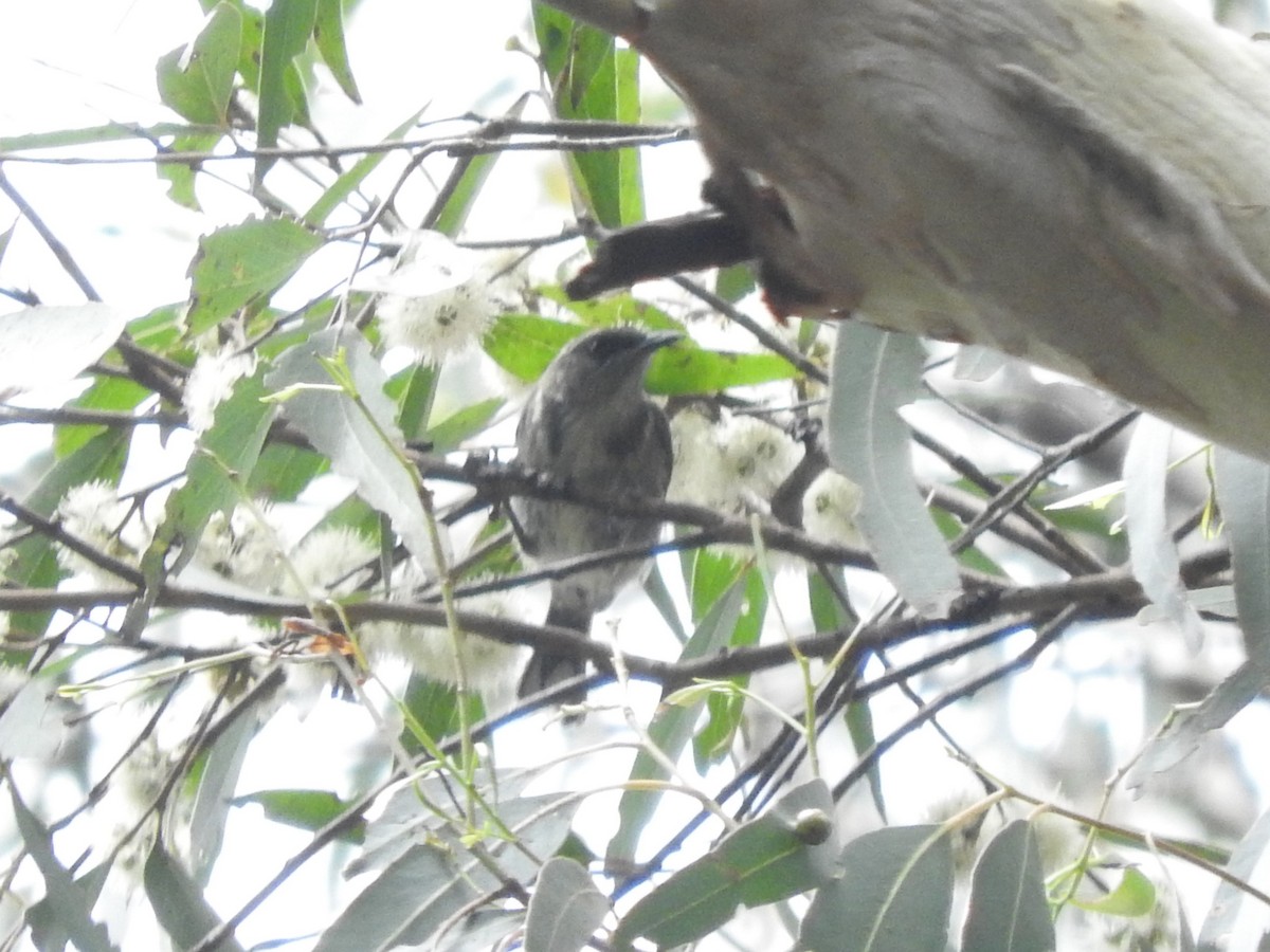 Crescent Honeyeater - ML613252059