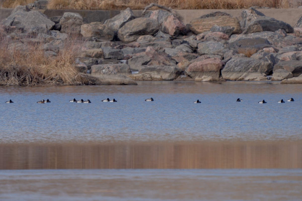 Greater Scaup - ML613252074
