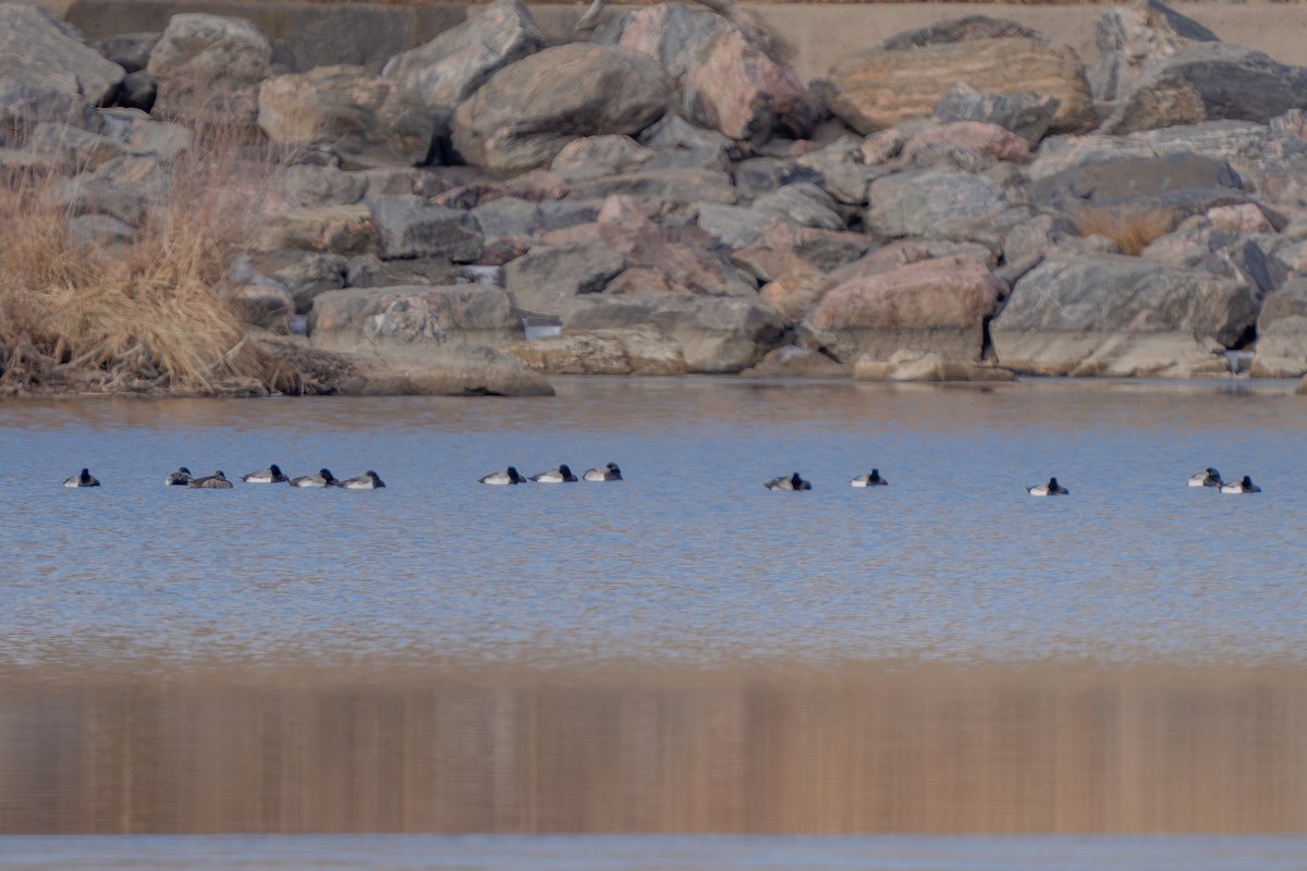 Greater Scaup - ML613252075