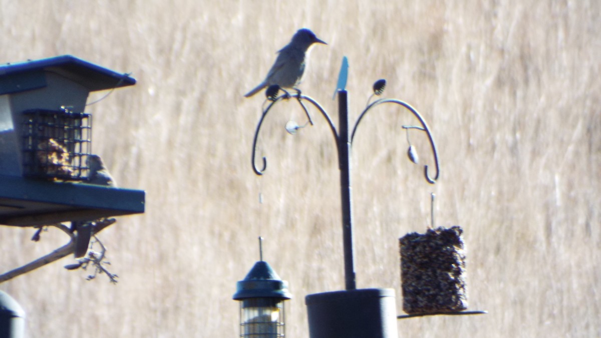 Pinyon Jay - ML613252192