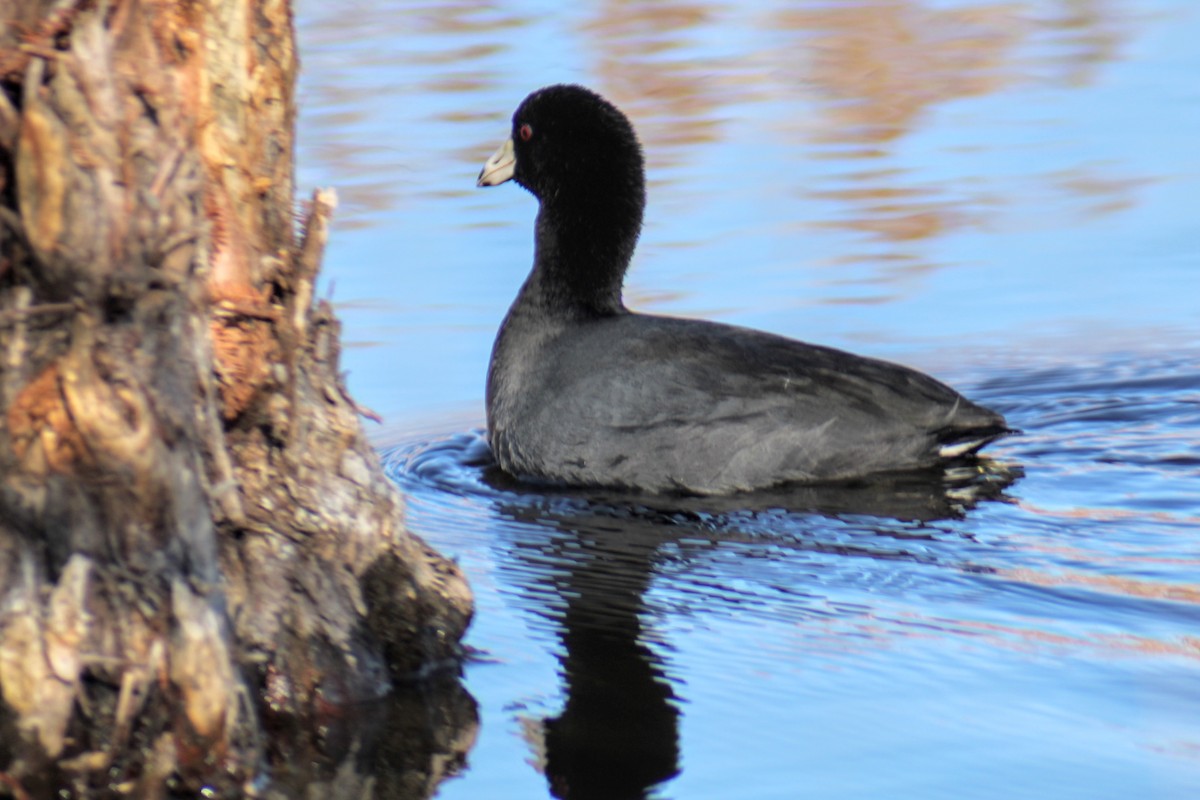 American Coot - Genevieve Price