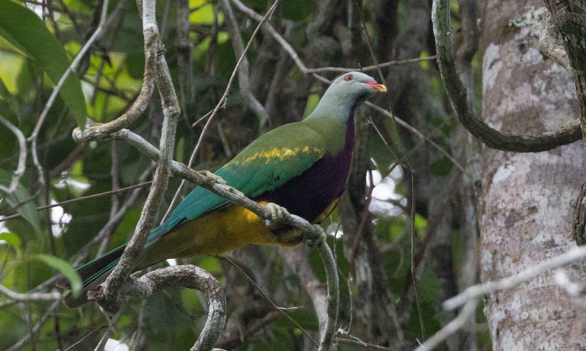 Wompoo Fruit-Dove - ML613252219