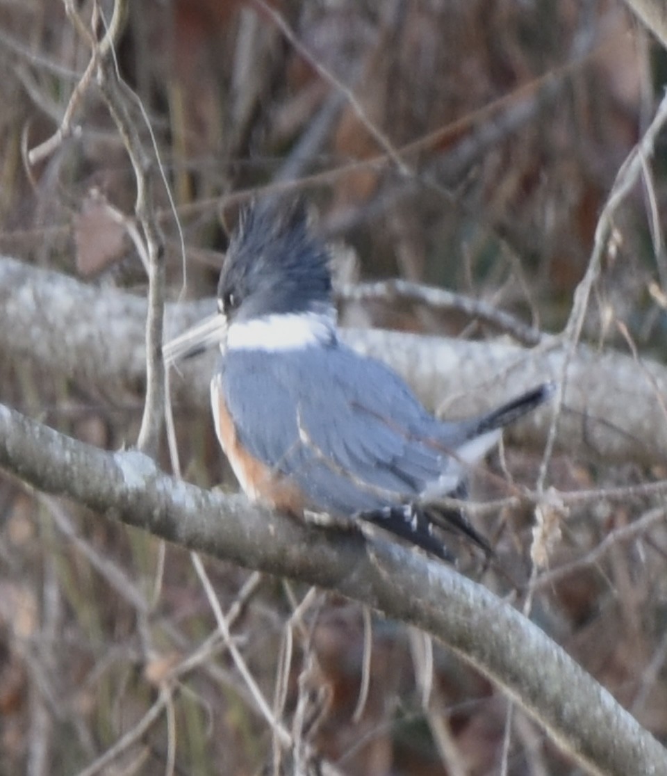 Belted Kingfisher - Theresa Edwards