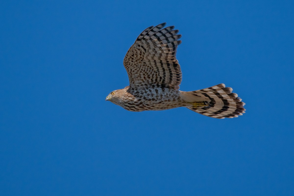 Cooper's Hawk - ML613252273