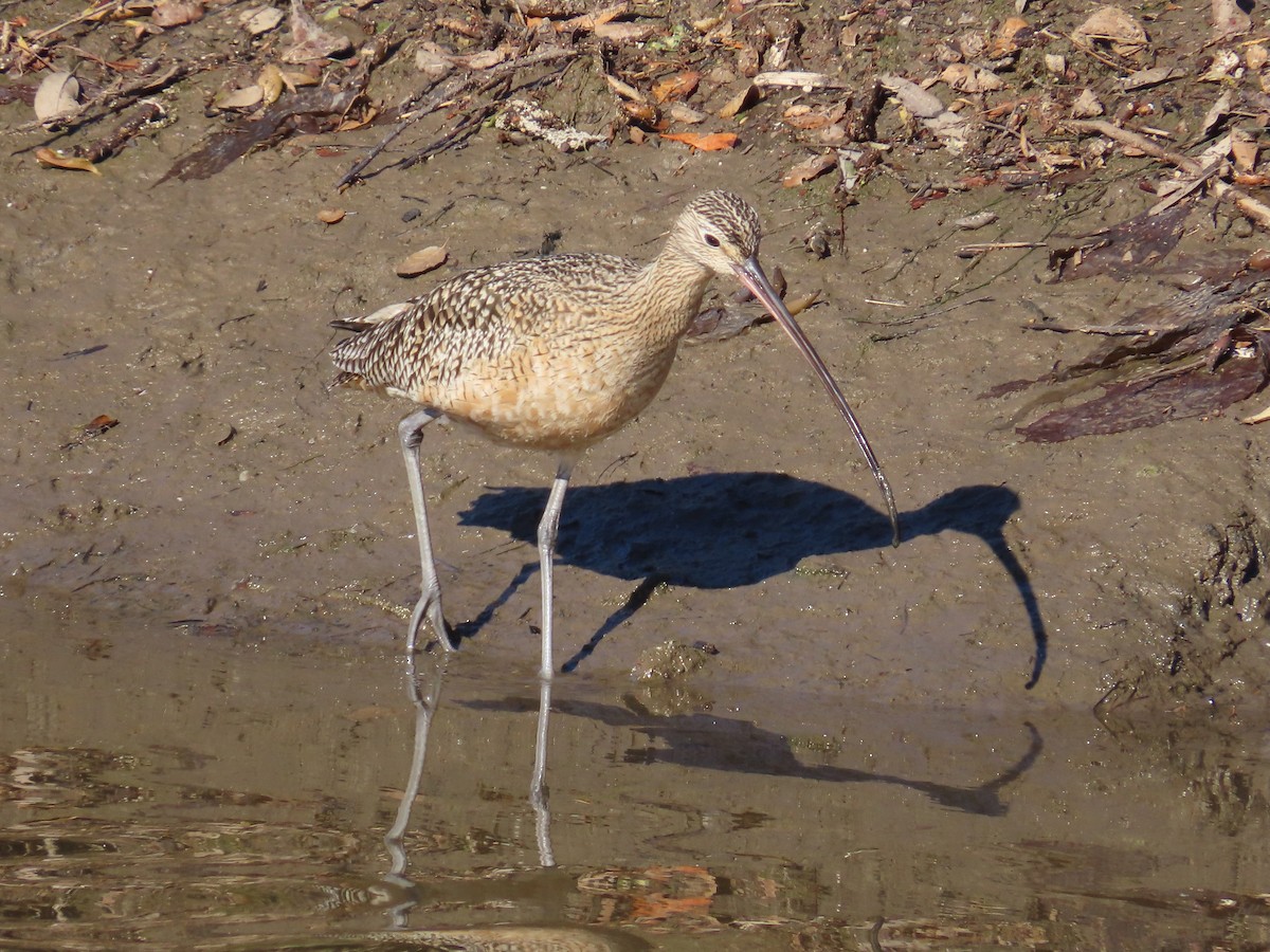 Long-billed Curlew - ML613252288