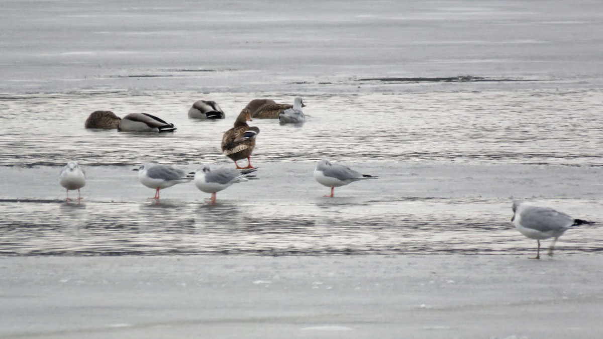 Bonaparte's Gull - ML613252302