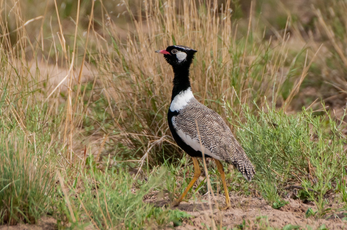 White-quilled Bustard - ML613252319