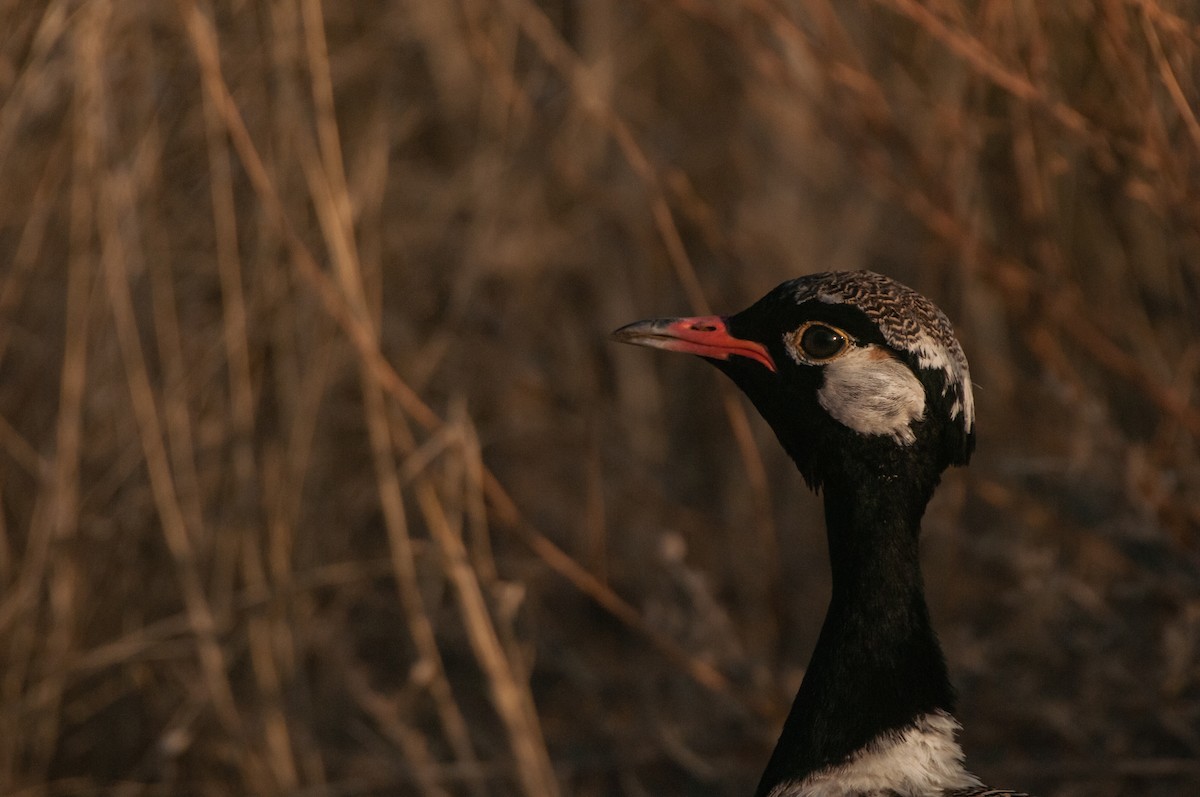 White-quilled Bustard - ML613252321