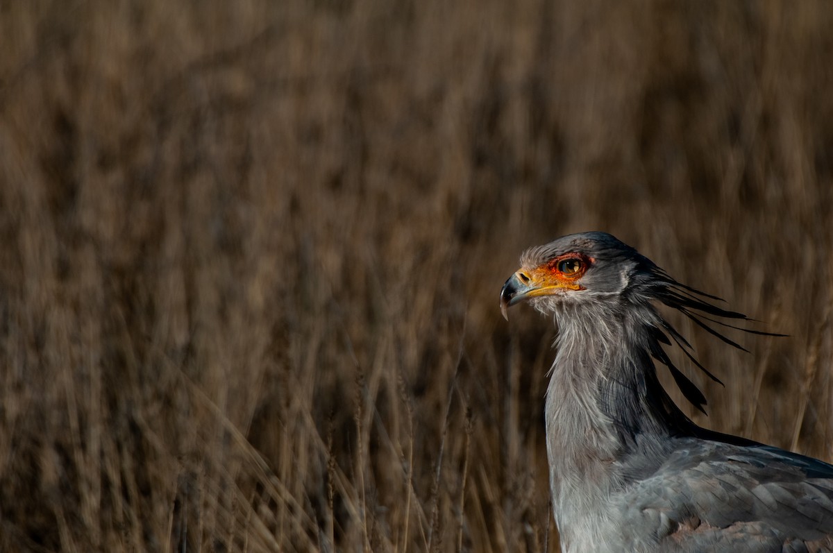 Secretarybird - ML613252324