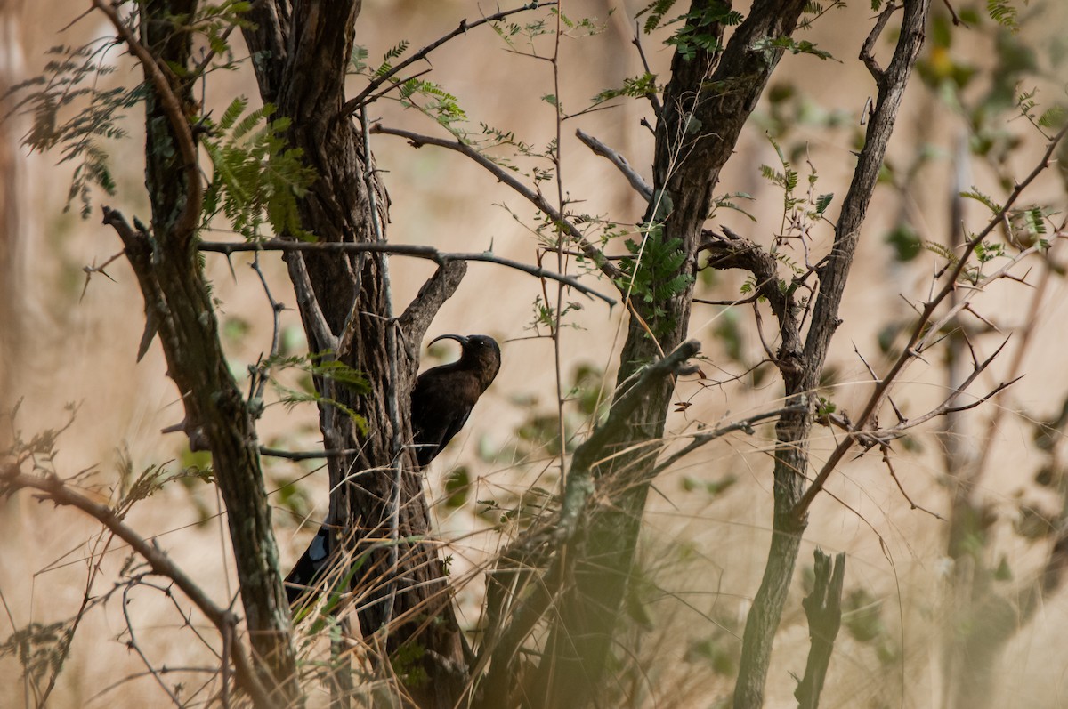 Common Scimitarbill - ML613252379