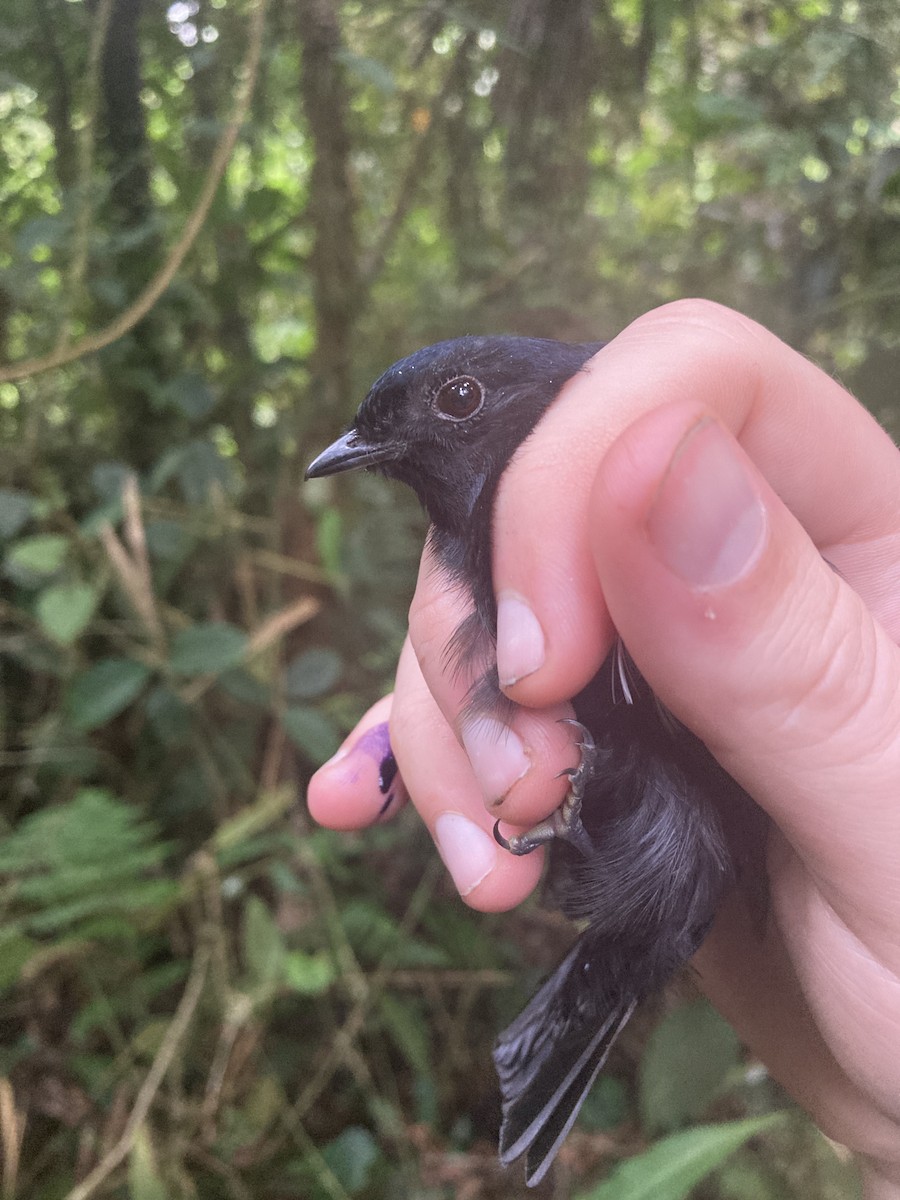 ML613252423 - Jet Manakin - Macaulay Library