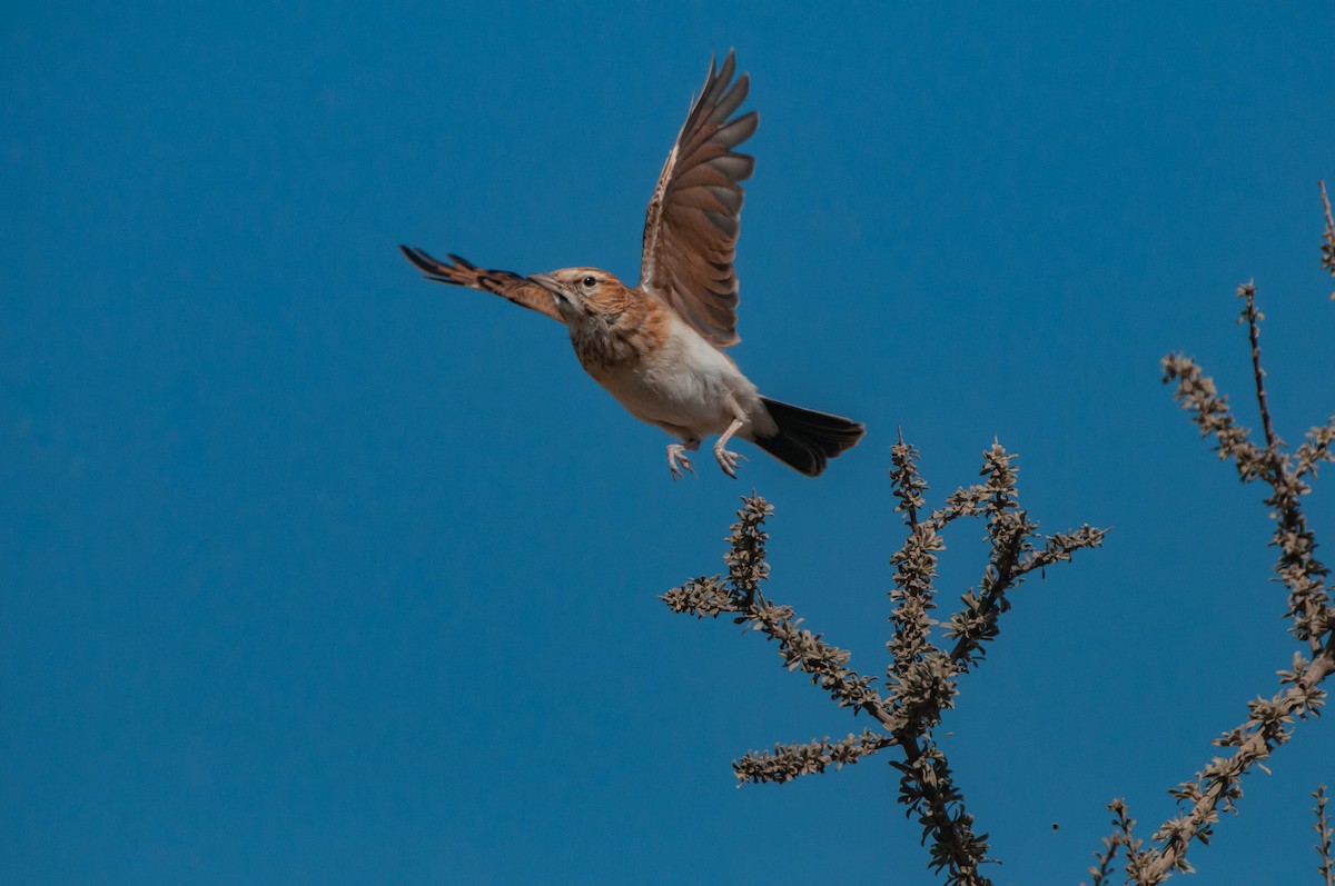 Fawn-colored Lark (Fawn-colored) - ML613252473