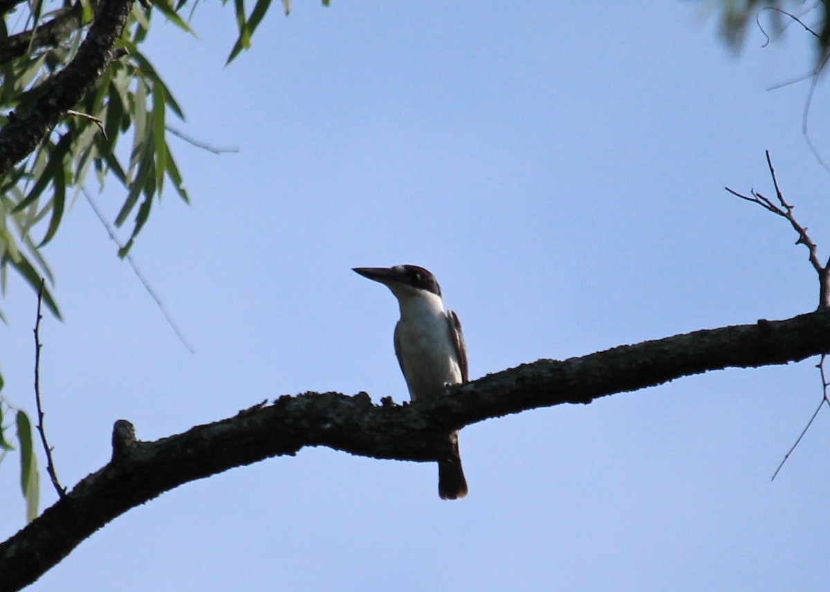 Forest Kingfisher - Terri Thompson