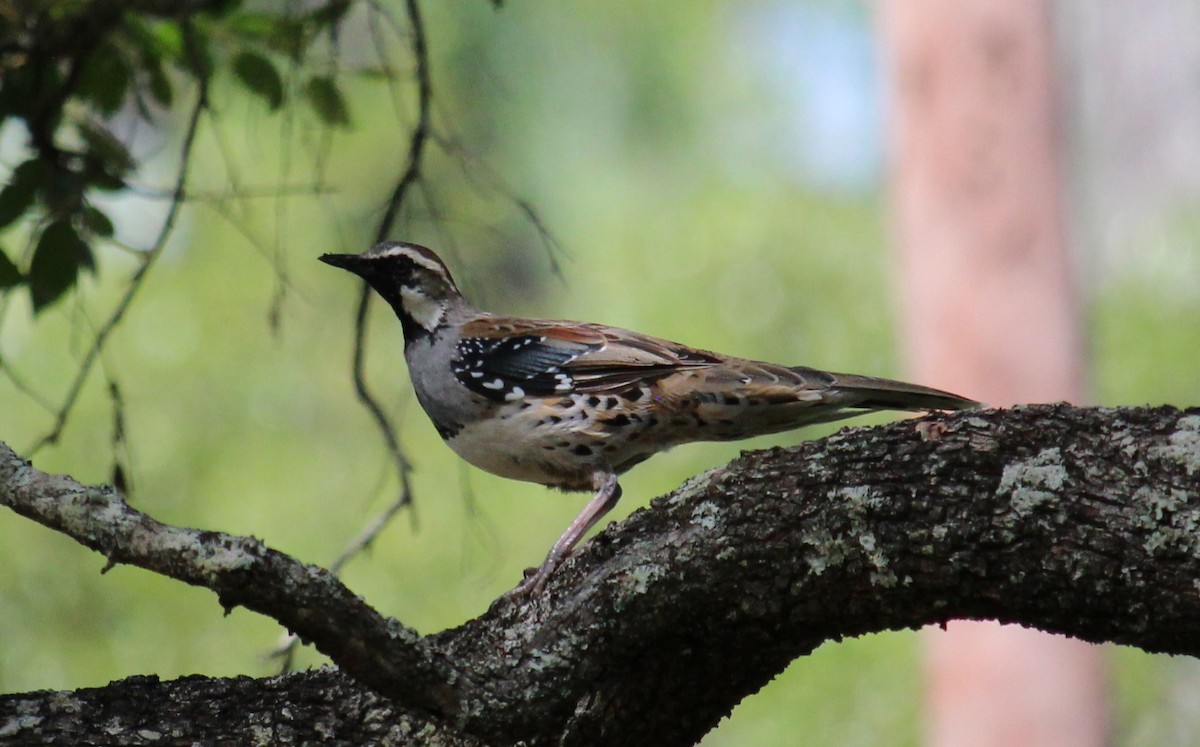 Spotted Quail-thrush - ML613252565