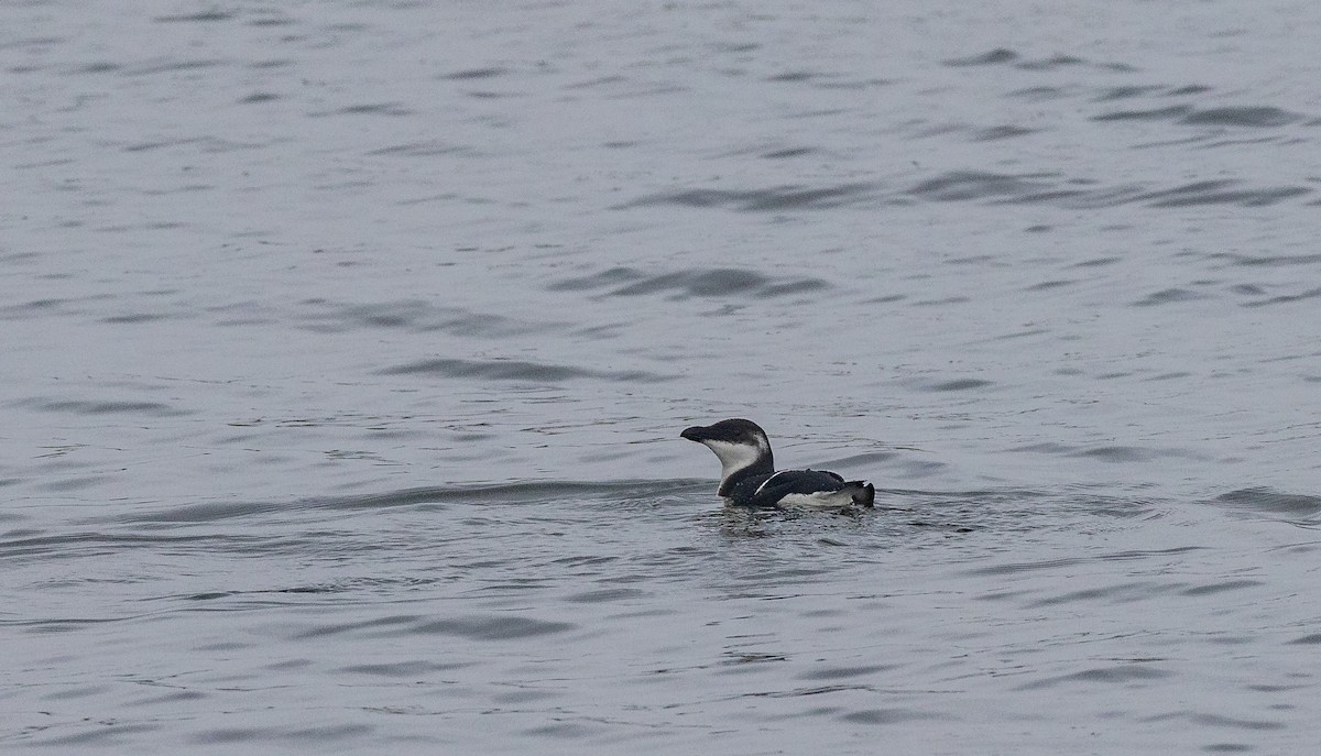 Razorbill - Matthew Sabourin