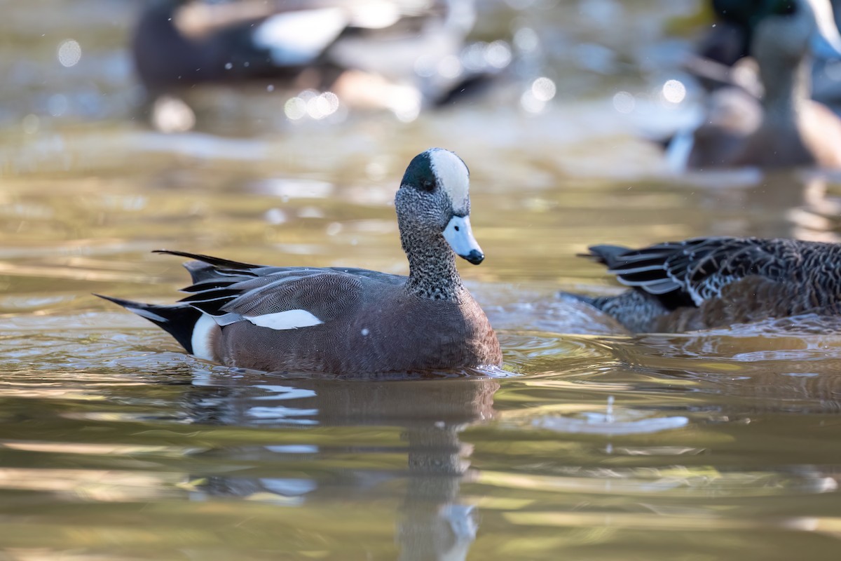 American Wigeon - ML613252628