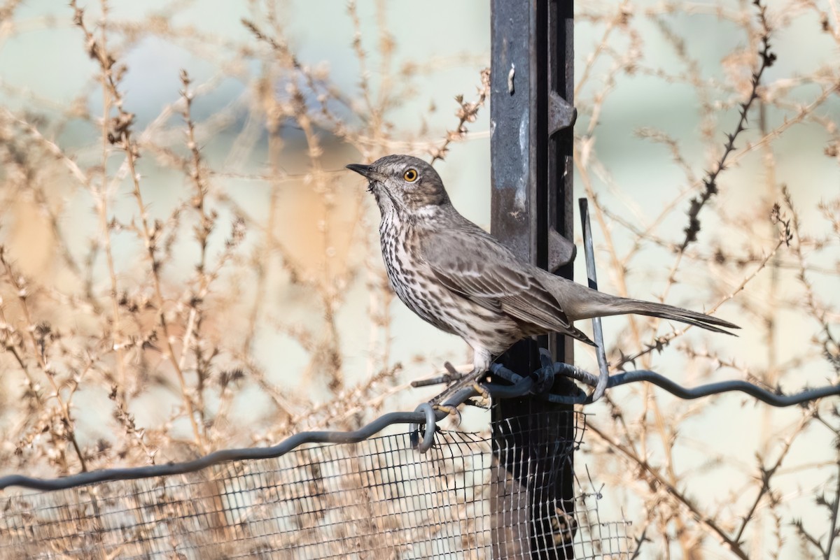 Sage Thrasher - Adam Jackson