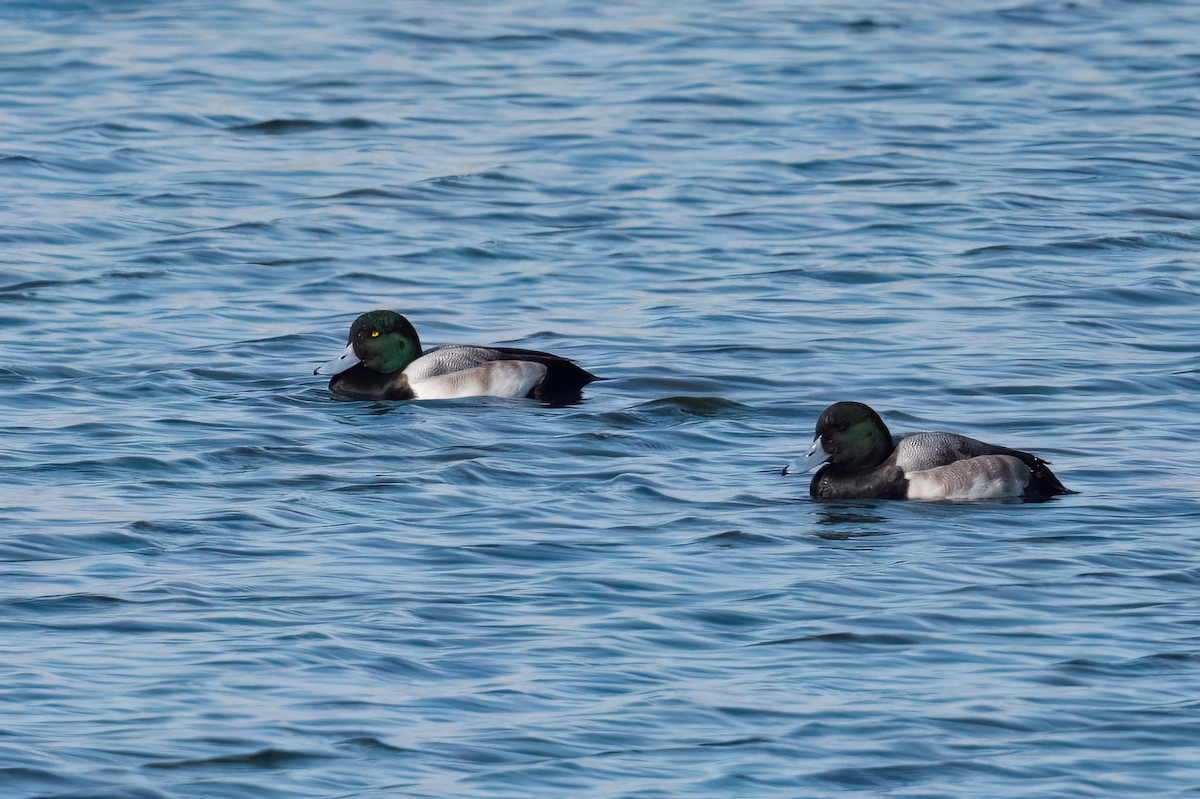 Greater Scaup - ML613252661