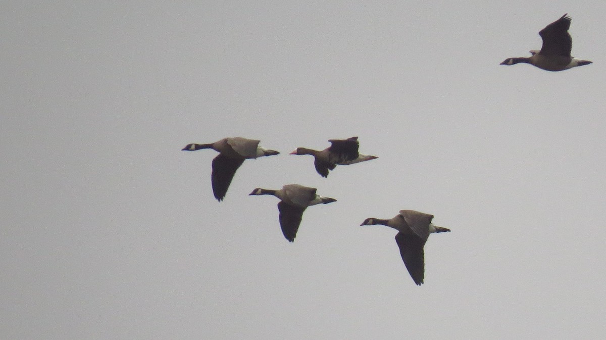 Greater White-fronted Goose - ML613252675