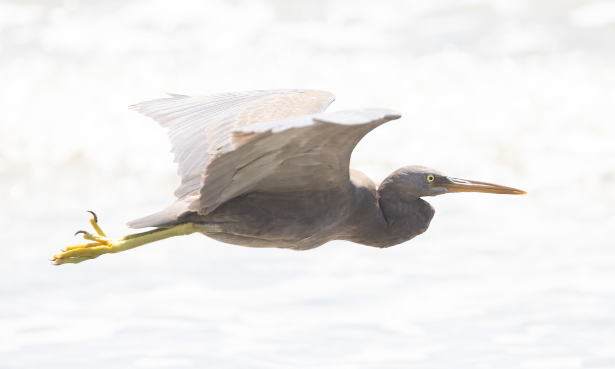 Pacific Reef-Heron - ML613252763