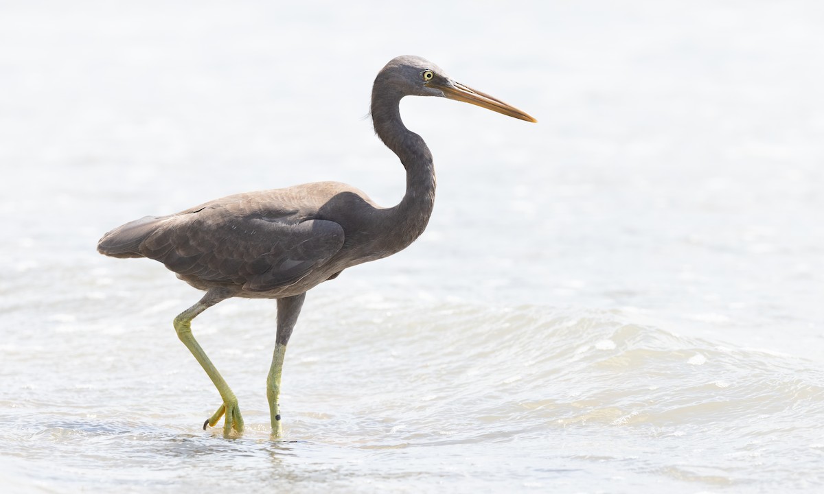 Pacific Reef-Heron - ML613252764
