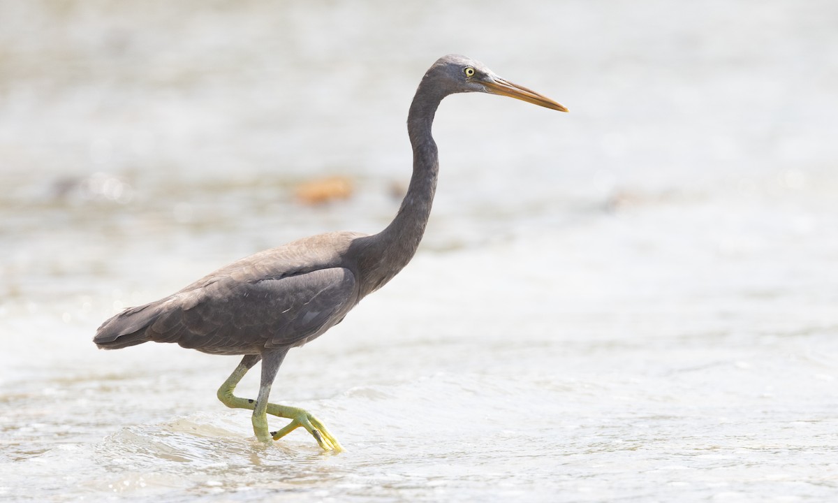 Pacific Reef-Heron - ML613252765