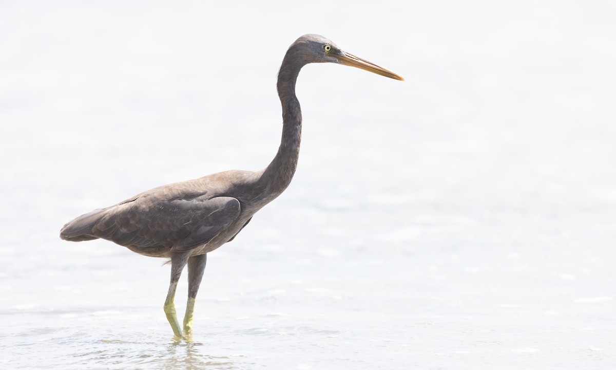 Pacific Reef-Heron - ML613252766