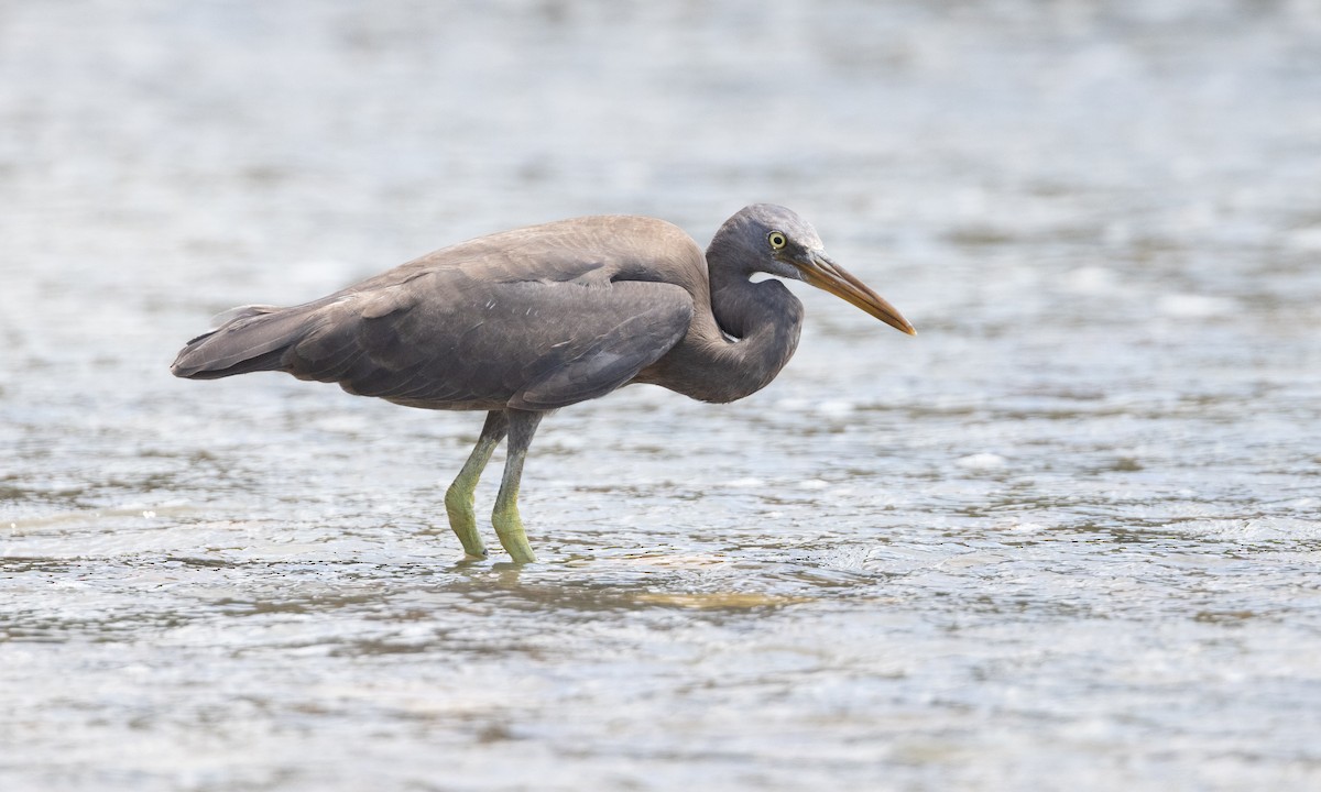 Pacific Reef-Heron - ML613252767