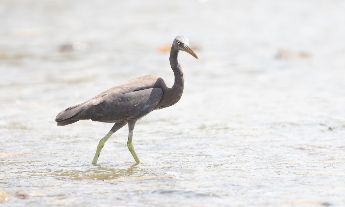 Pacific Reef-Heron - ML613252768
