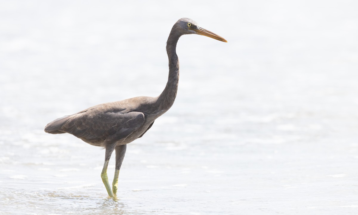 Pacific Reef-Heron - ML613252769