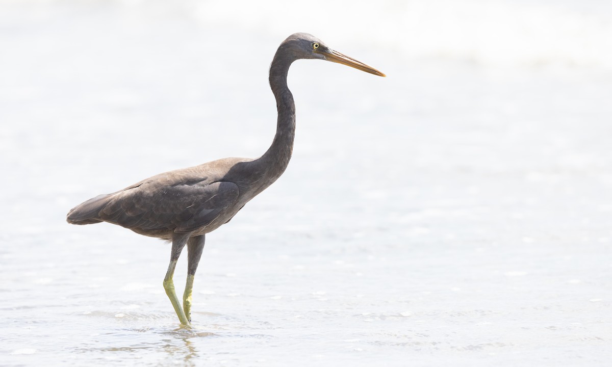 Pacific Reef-Heron - ML613252771