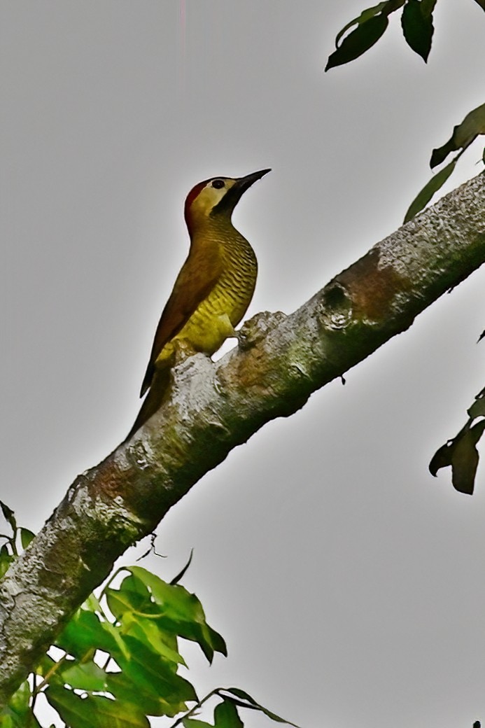Golden-olive Woodpecker - ML613252788