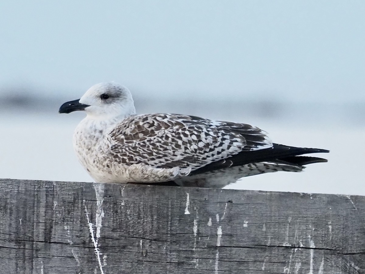 svartbak - ML613252820