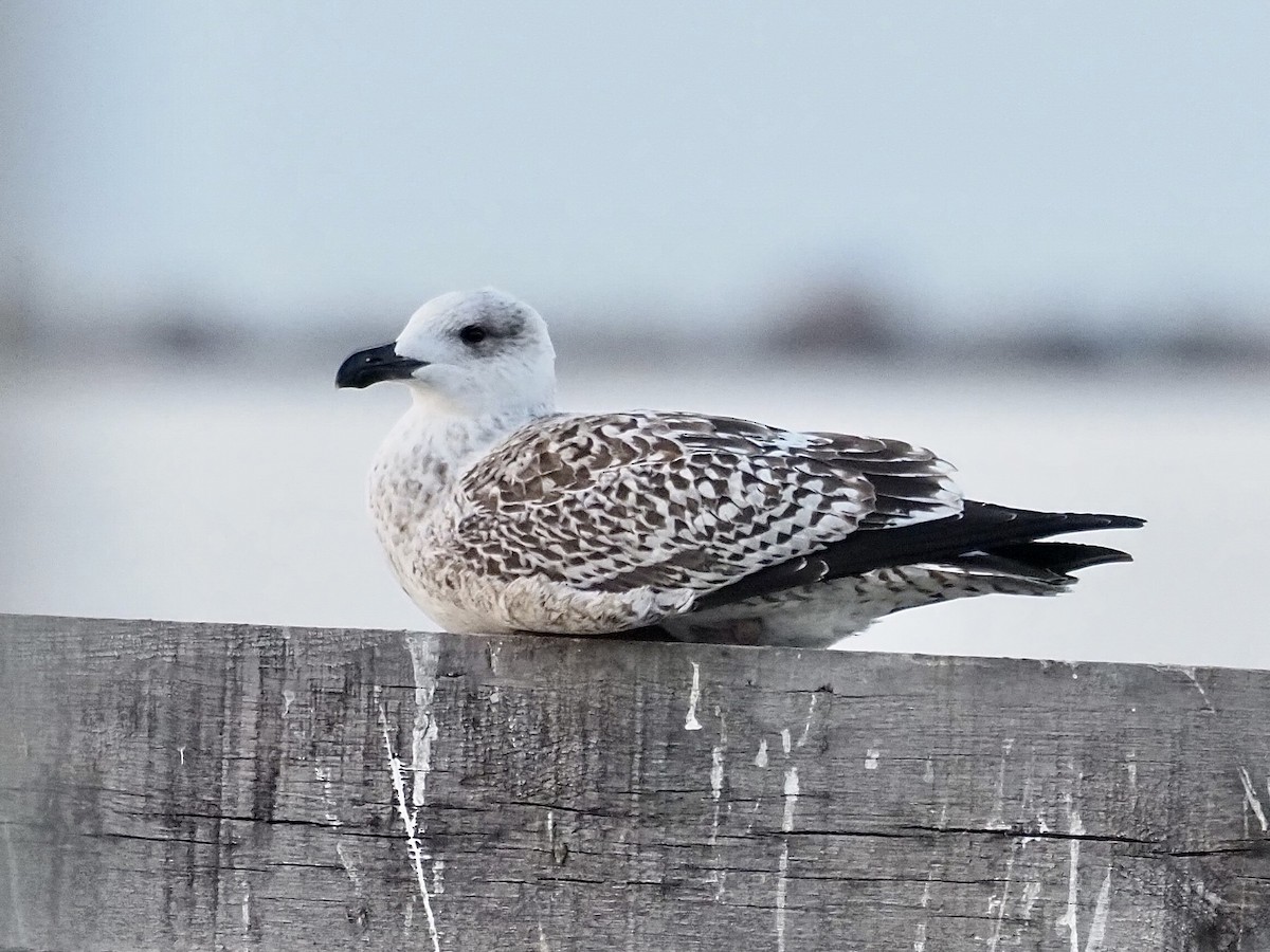 Great Black-backed Gull - ML613252821