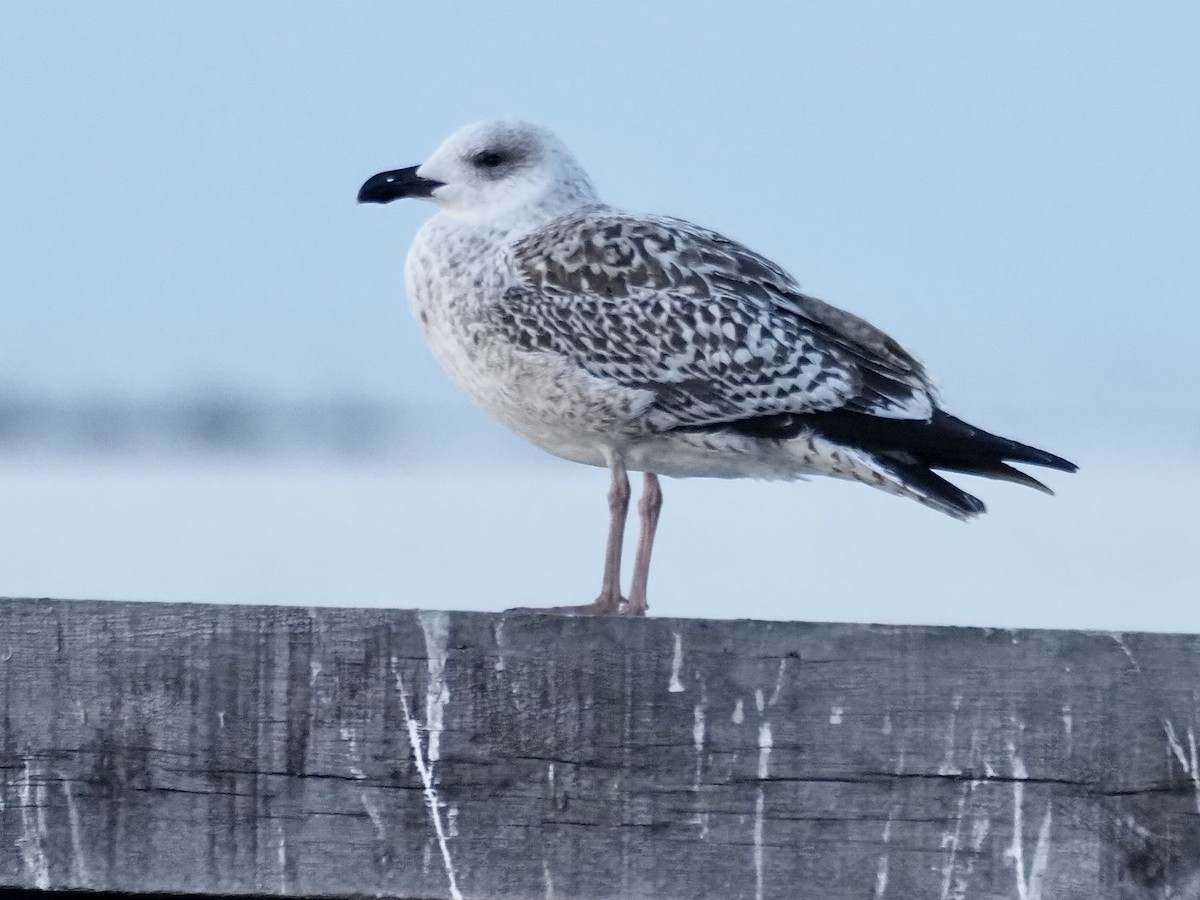 Great Black-backed Gull - ML613252822