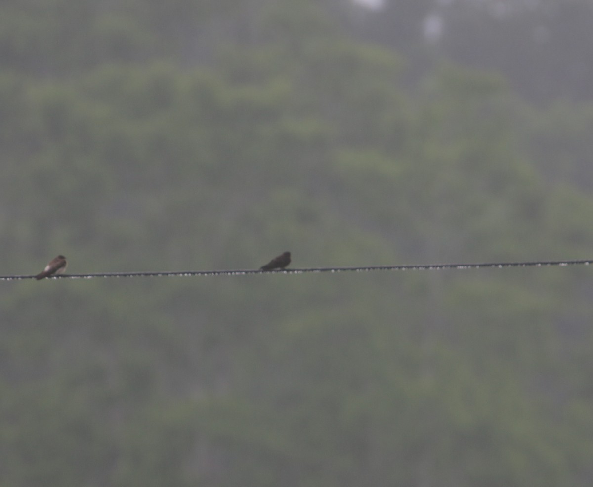 Southern Rough-winged Swallow - ML613252899