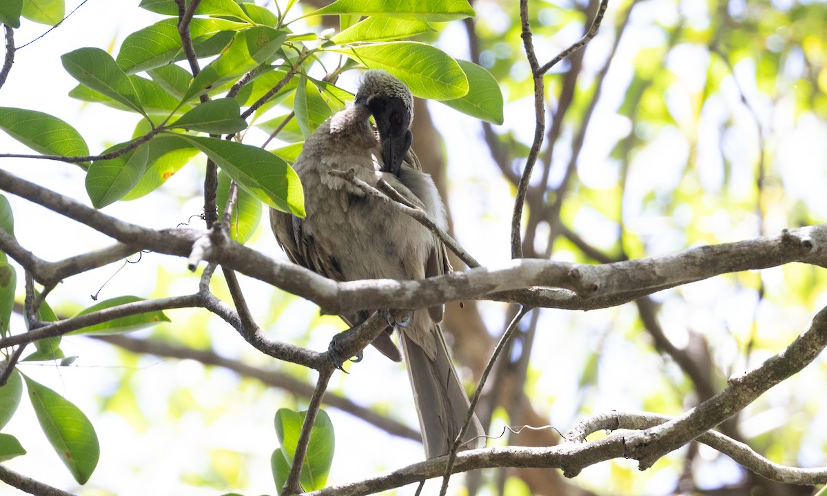 Helmeted Friarbird - Brian Sullivan