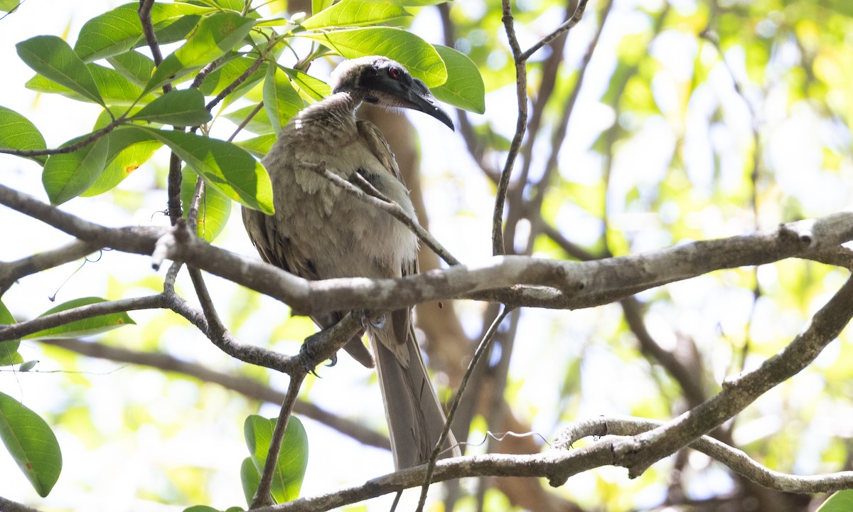 Helmeted Friarbird - ML613252953