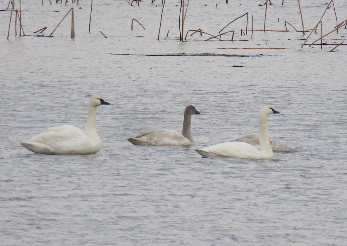 Tundra Swan - Heidi Eaton