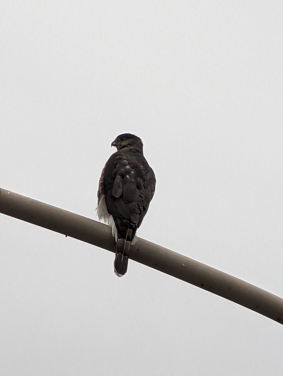 Broad-winged Hawk (Northern) - Erik Haney
