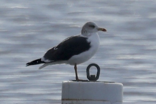 Lesser Black-backed Gull - Jenner Bryson