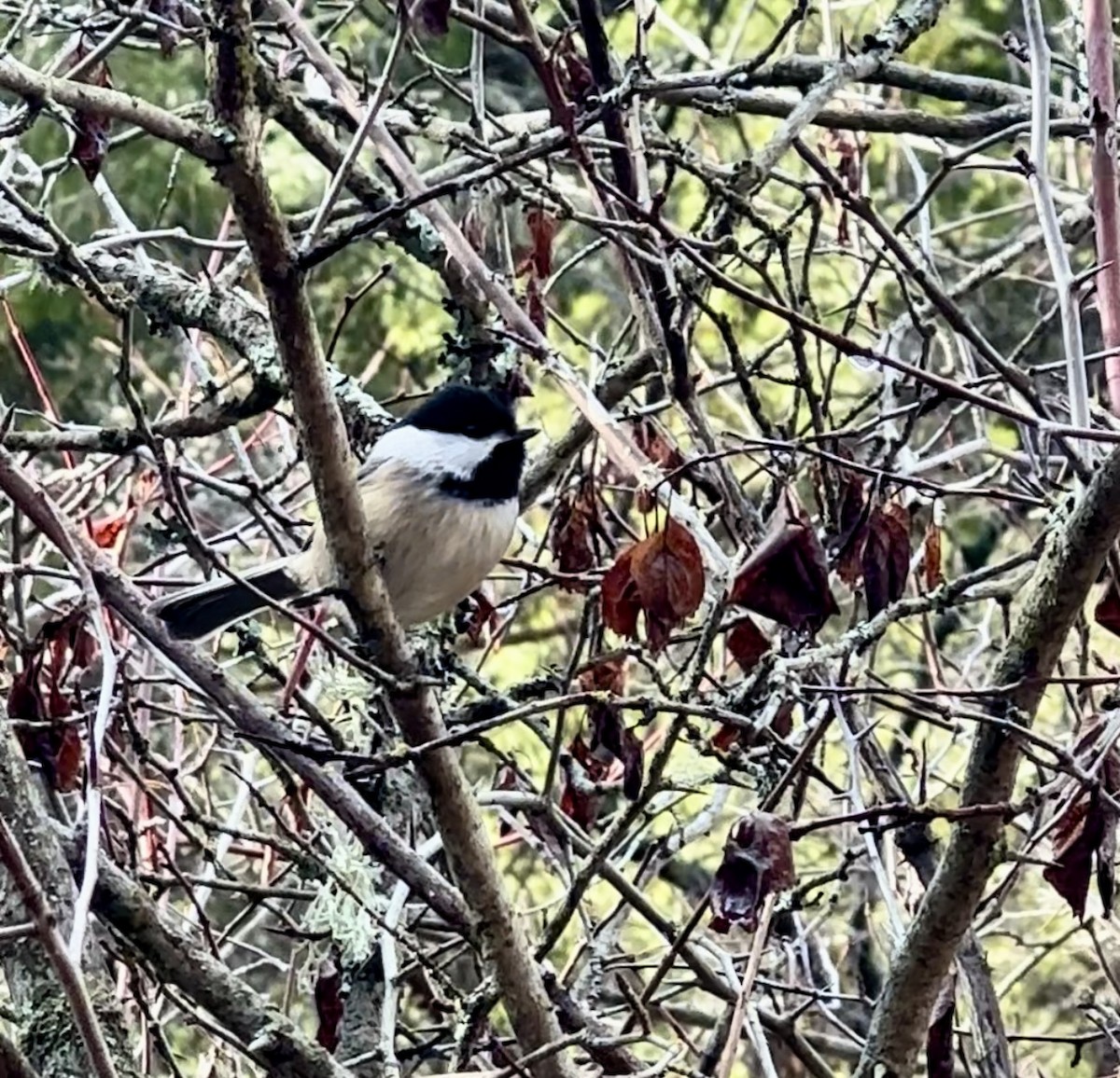 Black-capped Chickadee - ML613253206