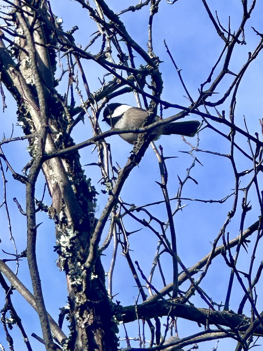 Black-capped Chickadee - ML613253207