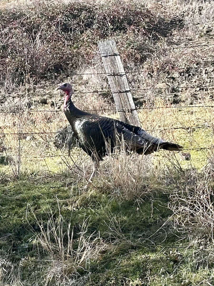 Wild Turkey - ML613253221