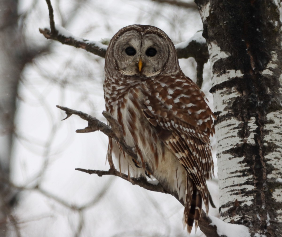 Barred Owl - ML613253291