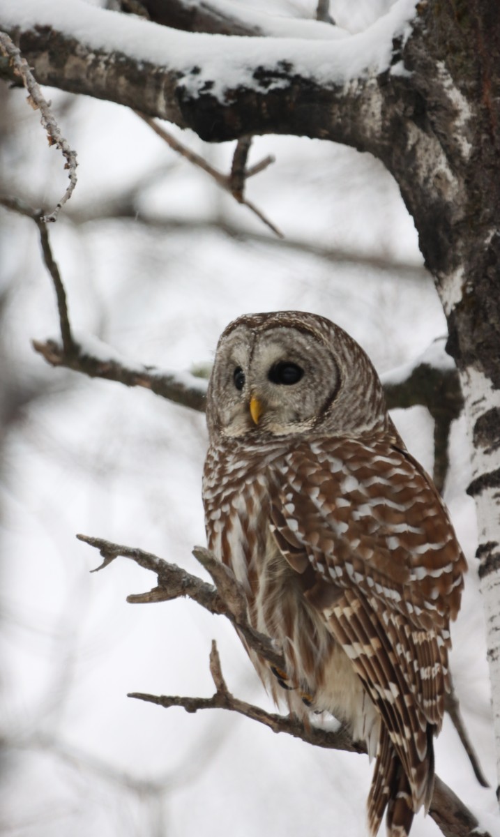 Barred Owl - ML613253292